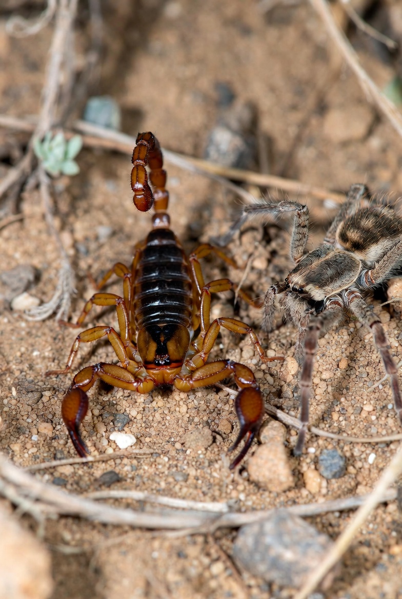 Scorpions